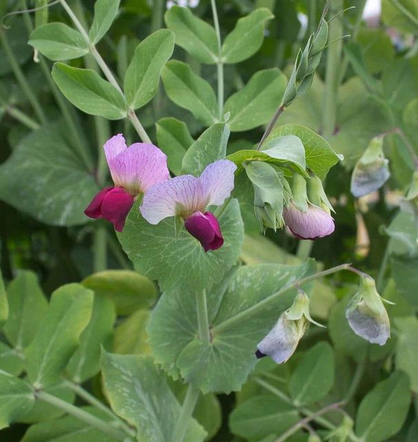 Peas (seed pkg), Variety: Dwarf Grey Sugar