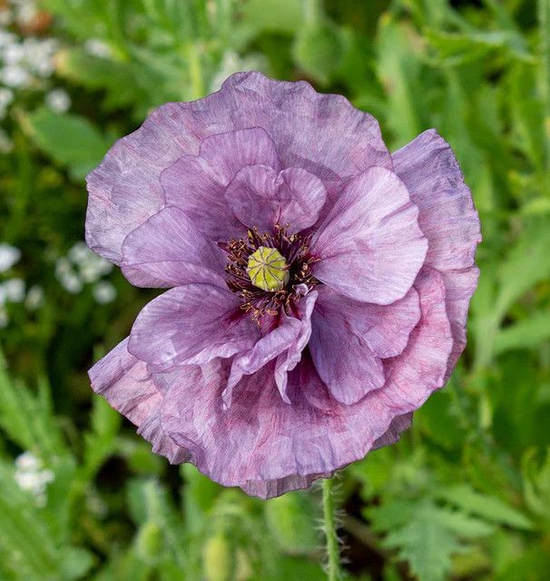Poppy (seed pkg), Variety: Amazing Grey