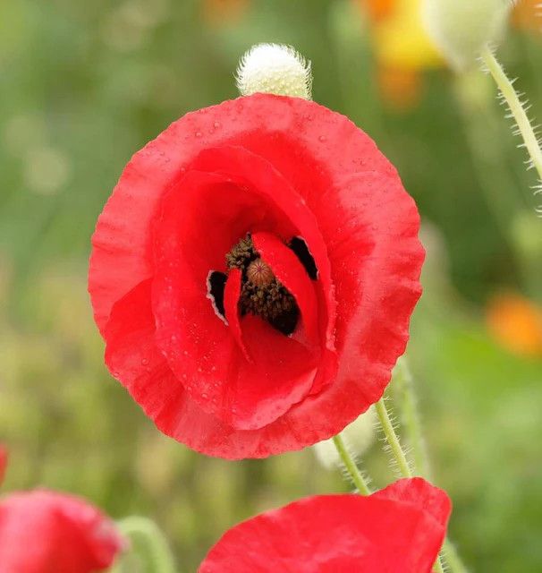 Poppy (seed pkg)