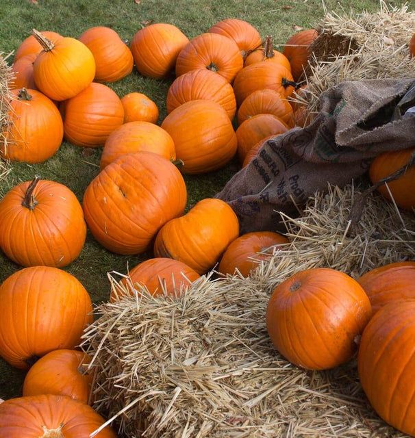 Pumpkins (seed pkg)