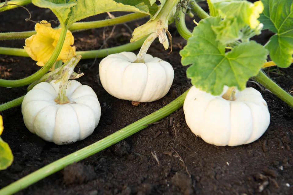 Pumpkins (seed pkg), Variety: Baby Boo