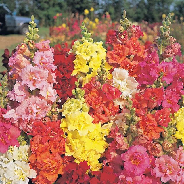 Snapdragon (seed pkg), Variety: Madame Butterfly Mix F1