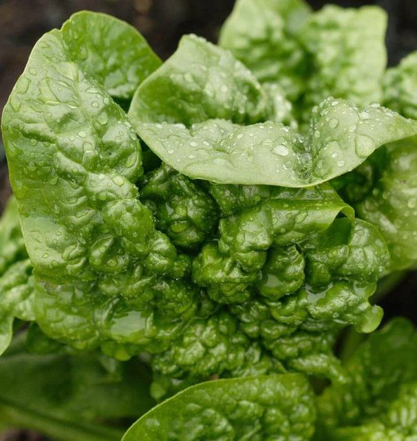 Spinach (seed pkg), Variety: Bloomsdale Savoy