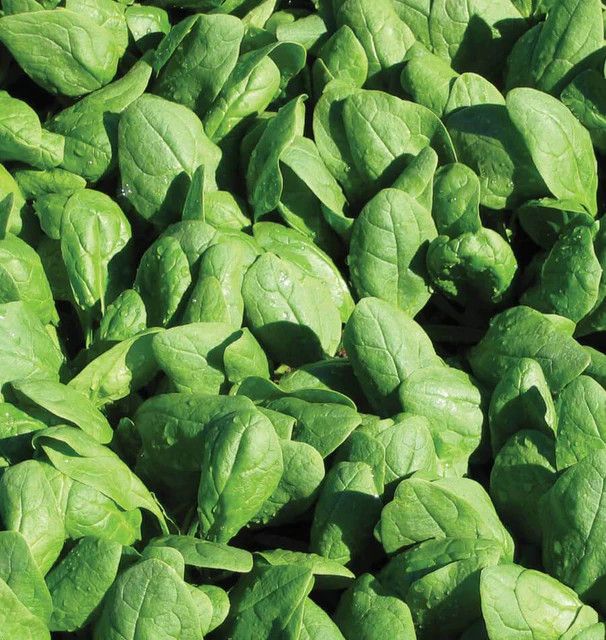 Spinach (seed pkg)