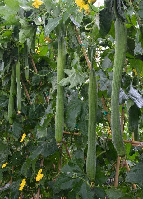 Specialty Squash (seed pkg), Variety: Emerald F1