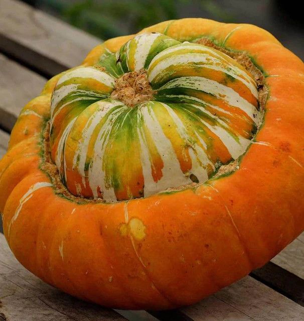 Specialty Squash (seed pkg)