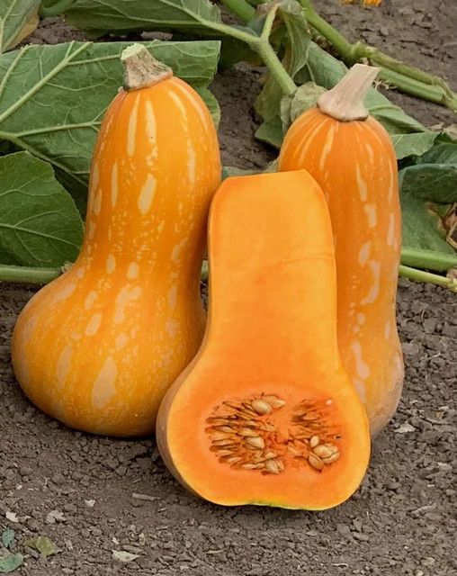 Winter Squash (seed pkg), Variety: Autumn Gold F1