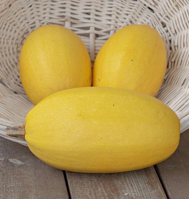 Winter Squash (seed pkg)