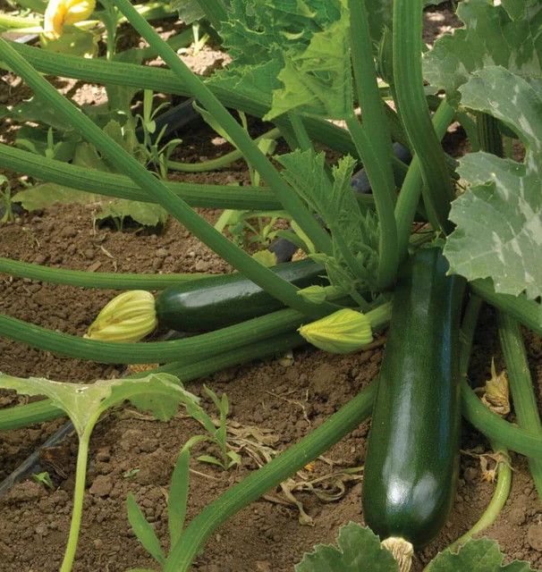 Summer Squash (seed pkg), Variety: Black Beauty