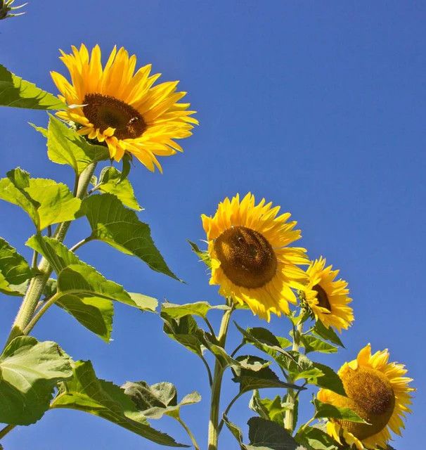 Sunflower (seed pkg)