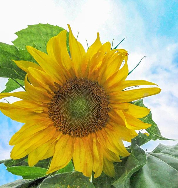 Sunflower (seed pkg), Variety: Mongolian Giant Organic