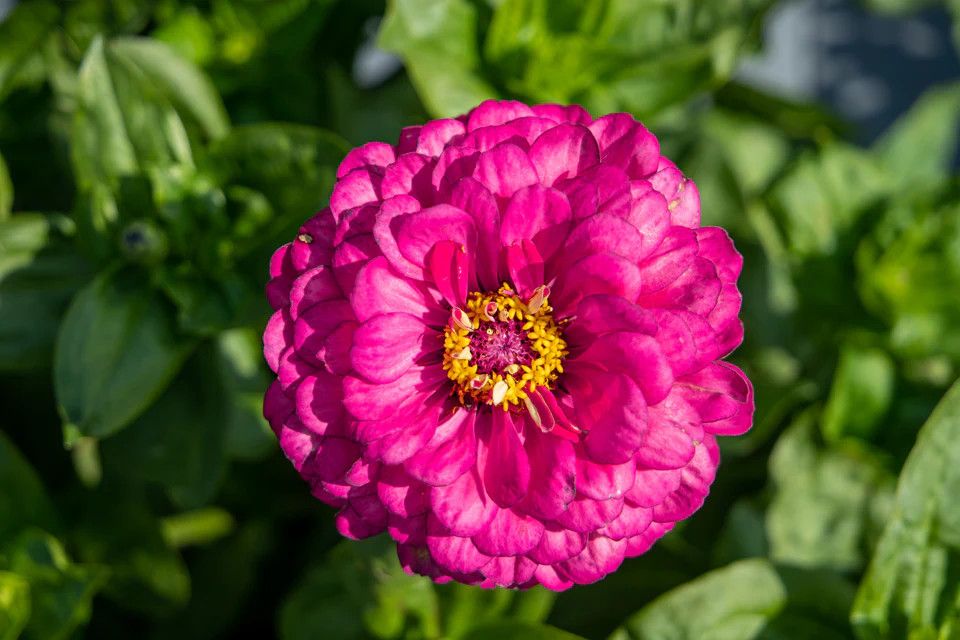 Zinnias (seed pkg), Variety: Benary's Giant Carmine