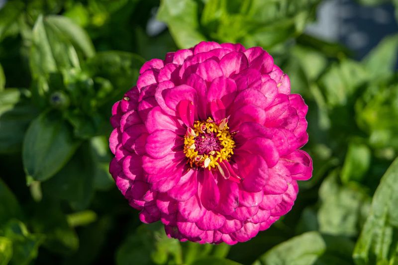 Zinnias (seed pkg)
