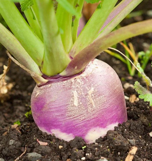 Turnip (seed pkg)