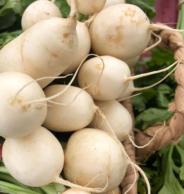 Turnip (seed pkg), Variety: Hakurei