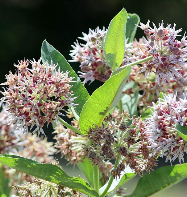Showy Milkweed (seed pkg)