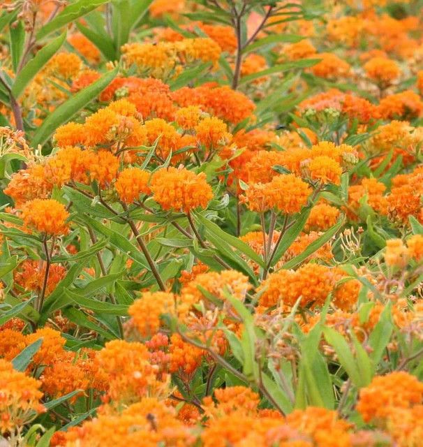 Butterfly Bush (seed pkg)