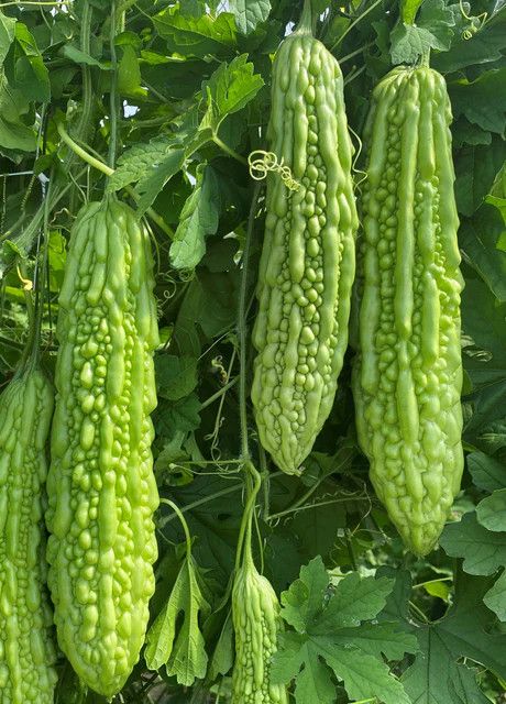 Bitter Melon Green Pearl F1 (seed pkg)