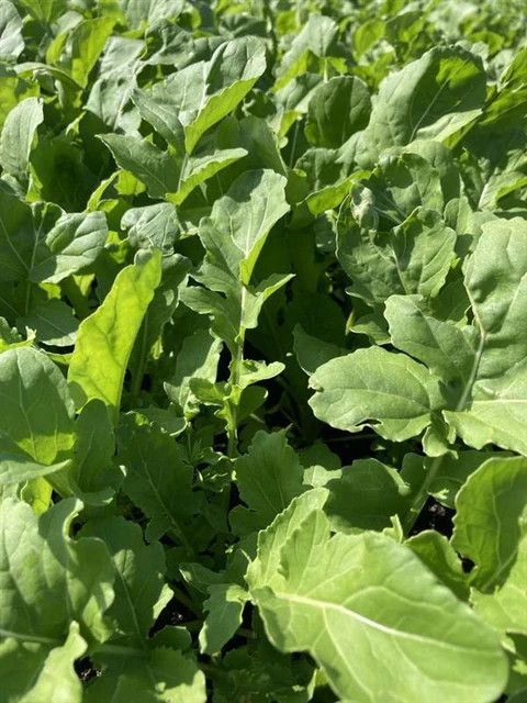 Arugula Astro Organic (seed pkg)