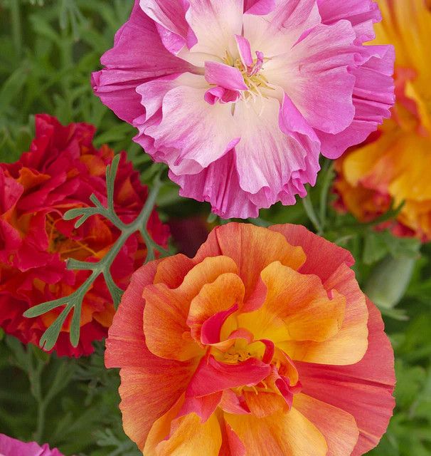 California Poppy XL Jelly Beans (seed pkg)