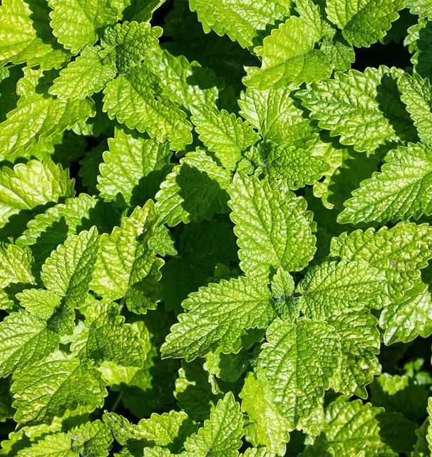 Lemon Balm (seed pkg)