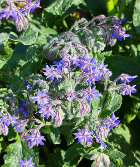 Borage (seed pkg)