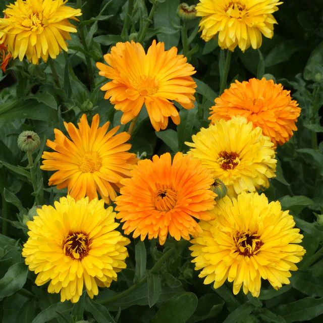 Calendula Fiesta Gitana (seed pkg)