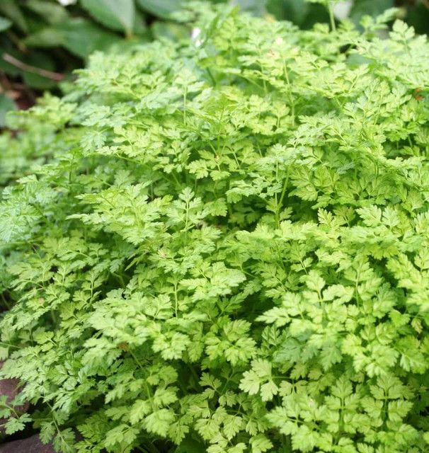 Chervil (seed pkg)