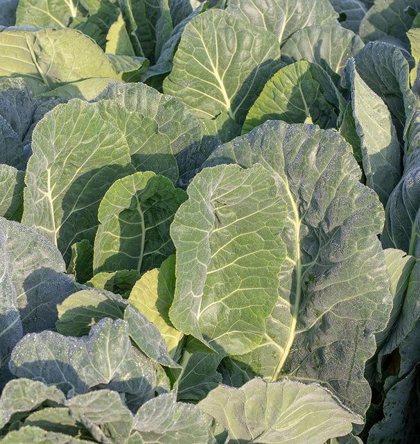 Collards Top Bunch F1 (seed pkg)