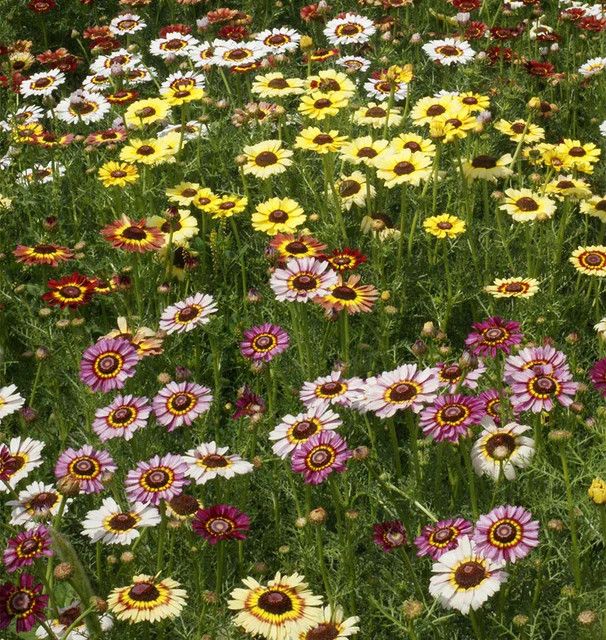 Chrysanthemum Painted Daisies Robinson's Giants (seed pkg)