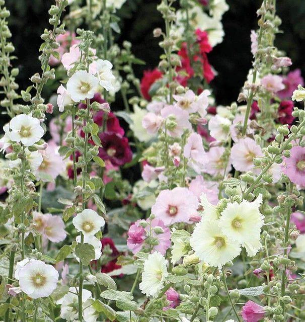 Hollyhock Indian Spring (seed pkg)