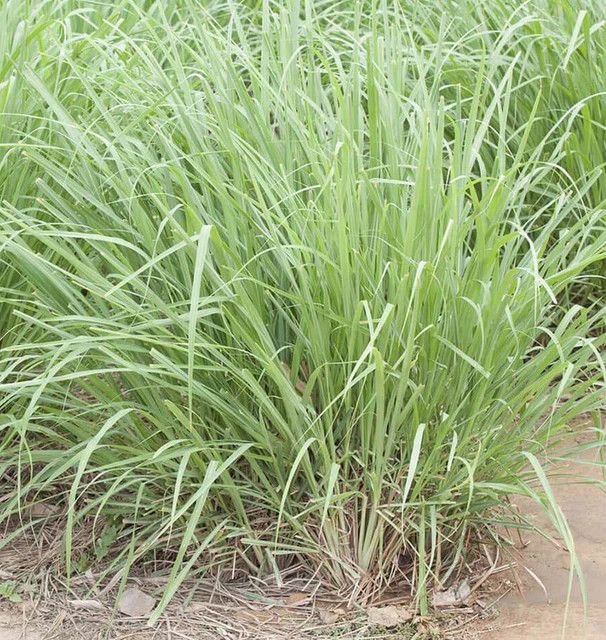 Lemongrass (seed pkg)