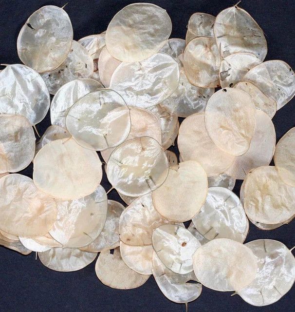 Honesty Lunaria (seed pkg)