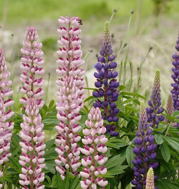 Lupins Russell Mix (seed pkg)