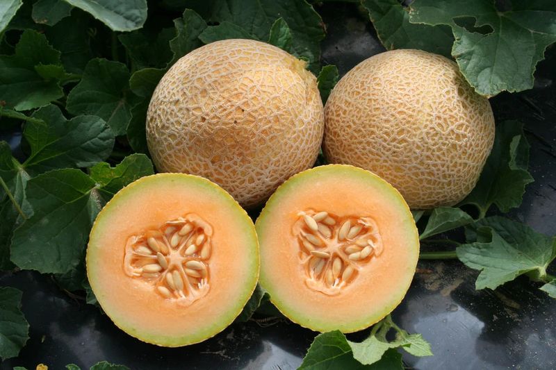 Cantaloupe Tasty Bites F1 (mini Melon) (seed pkg)