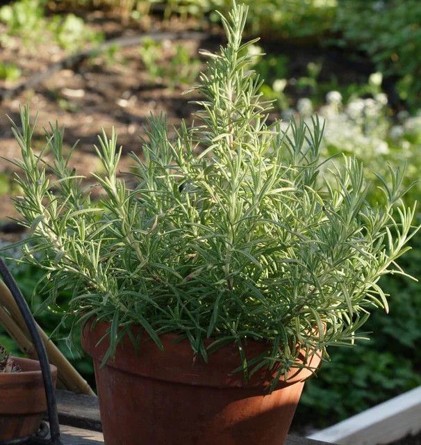 Rosemary (seed pkg)