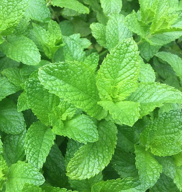 Spearmint (seed pkg)