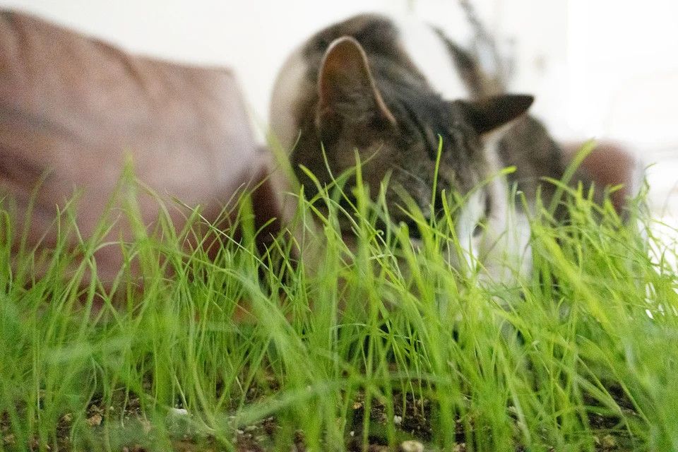Cat Grass (seed pkg)