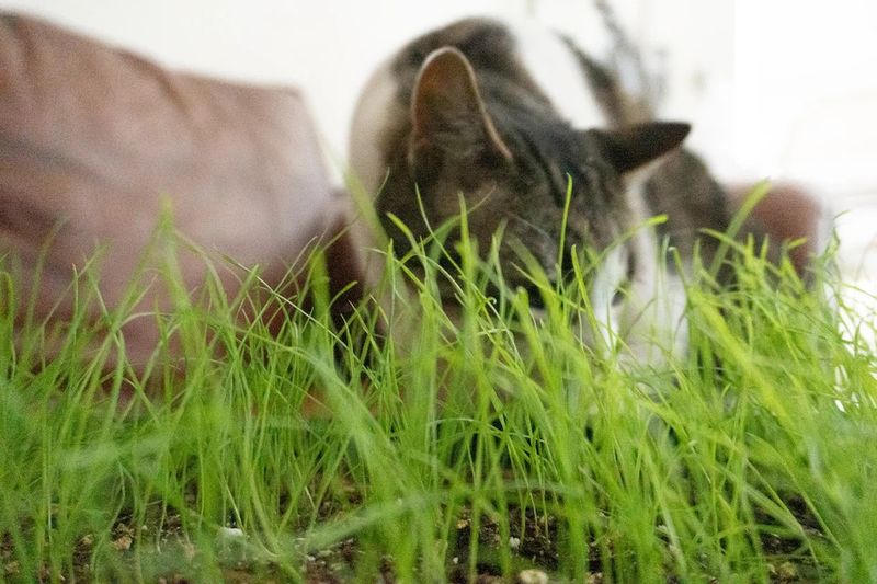 Cat Grass (seed pkg)
