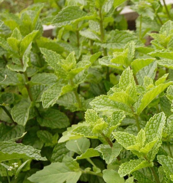 Peppermint (seed pkg)