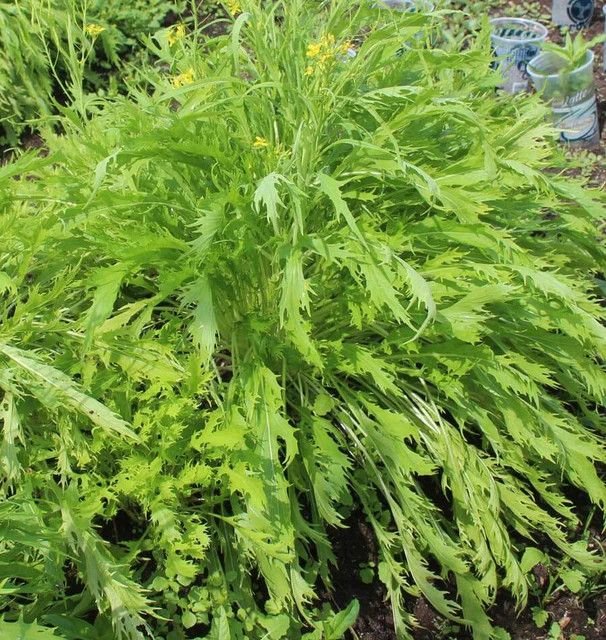 Mustard Green Mizuna Organic (seed pkg)