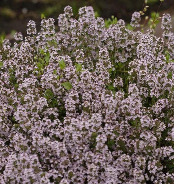 Winter Thyme (seed pkg)