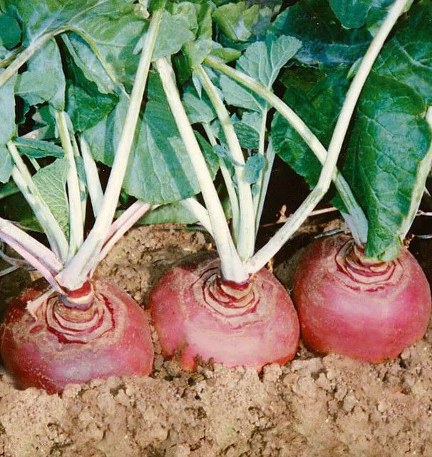 Rutabaga Helenor Coated Organic (seed pkg) (25 Seeds)