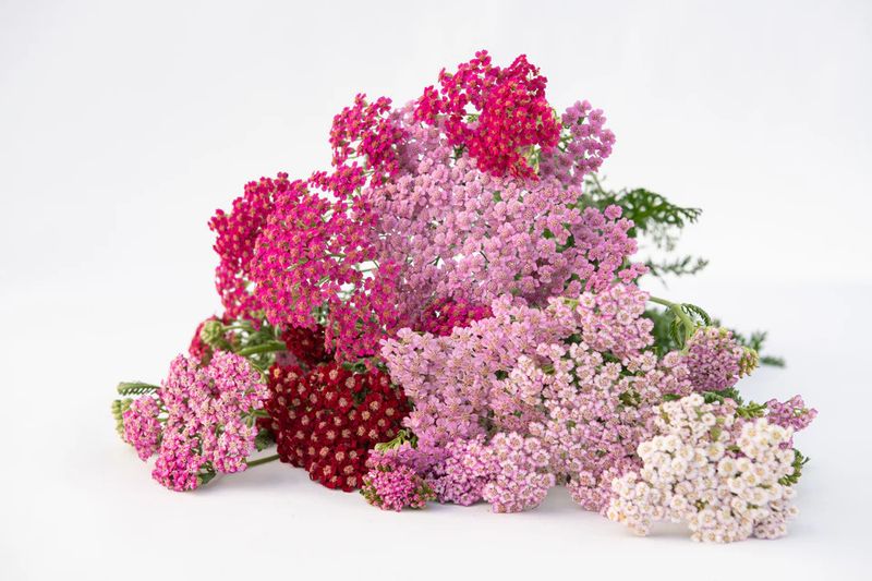 Yarrow Flowerburst Fruit Bowl