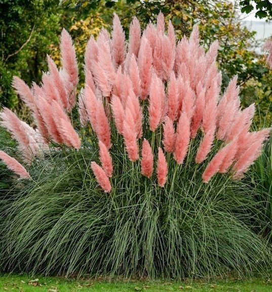 Ornamental Grass (seed pkg) - Pampas Plume Pink
