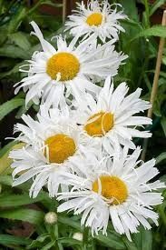 Shasta Daisy (seed pkg) Crazy Daisy