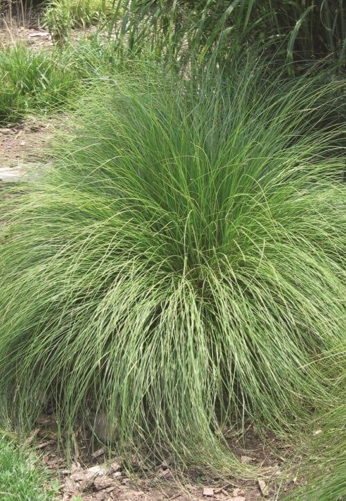 Ornamental Grass (seed pkg) - Blue Fescue