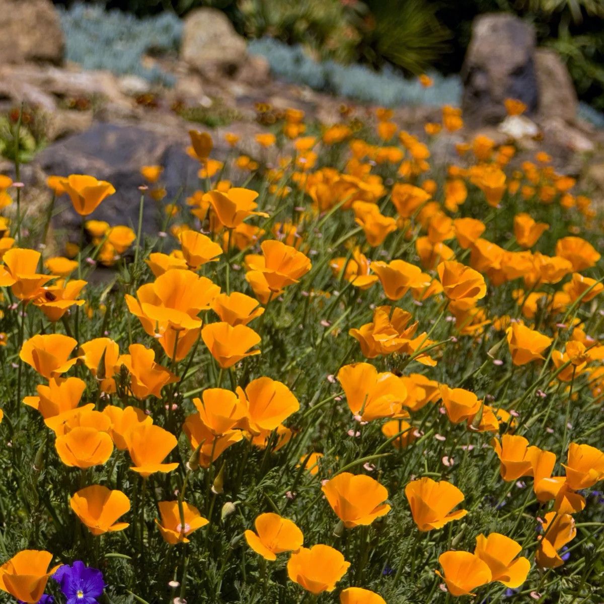 California Poppy (seed pkg), Variety: Eschscholzia