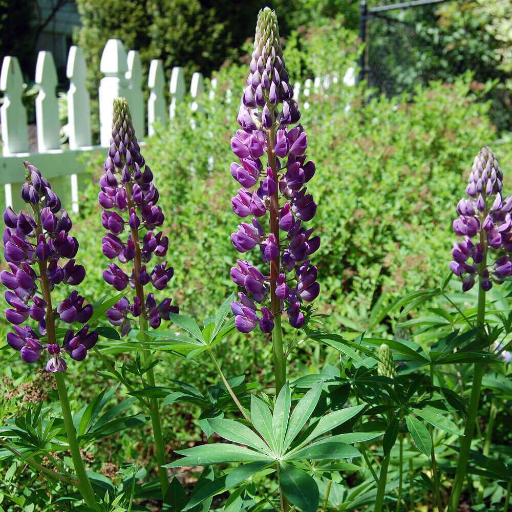 Lupins (seed pkg), Variety: Russell's Hybrid Blue