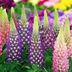 Lupins (seed pkg)